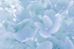 Background of white blue petals of Hydrangea or Hydrangea. Soft focus photo