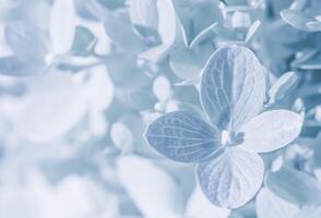 Background of white blue petals of Hydrangea or Hydrangea. Soft focus photo