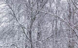 Fairytale fluffy snow-covered trees branches, nature scenery with white snow and cold weather. Snowfall in winter park photo