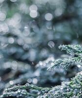 Texture, background of blue branches of coniferous evergreen juniper with rain drops. Bokeh with light reflection photo