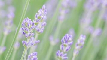 Soft focus on beautiful lavender flowers in summer garden photo