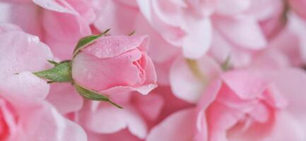 Beautiful pink rose with water drops. Can be used as background. Soft focus. Romantic style photo