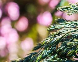 Blue evergreen conifer branches of Juniperus squamata Blue Carpet on a blurred background of pink flowers in the garden photo