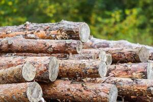 Log trunks pile, the logging timber wood industry. Wooden trunks on autumn forest background photo