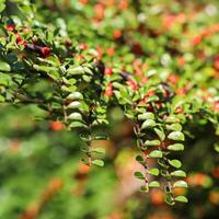 Green leaves on the branches of a horizontal cotoneaster bush in a sunny garden in autumn. Bokeh background photo