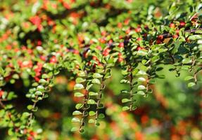 Green leaves on the branches of a horizontal cotoneaster bush in a sunny garden in autumn. Bokeh background photo
