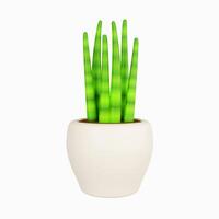 3d snake plant in plant pot . icon isolated on white background. 3d rendering illustration. Clipping path. photo