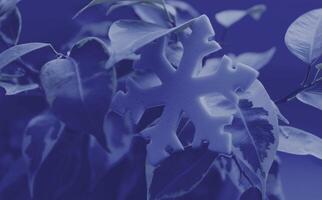 Cold Season Theme Image with Snowflake Sign On Frozen Leaves. Snowflake on a Leaves Close Up Stock Photo. Abstract Winter Pattern With Snowflake Symbol photo