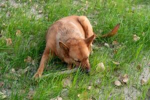 Serene Caramel-Colored Dog Relaxing on Green Grass photo