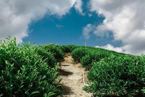 A beautiful scenic pathway that winds through lush green hills under a bright blue sky photo