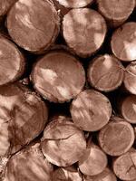 Pile of log trunks, logging timber wood industry. Firewood. Lumber wood. Wood texture. Trunk with cracks and sawed annual rings cut of surface of wooden stump. Mocha Mousse, Color of the Year 2025. photo