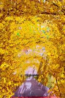 Decorative plastic yellow apricot flowers in Tet holiday in Vietnam. photo