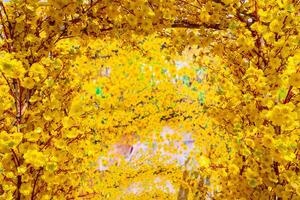 Decorative plastic yellow apricot flowers in Tet holiday in Vietnam. photo