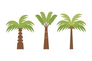 types of palm tree illustration in flat style design vector