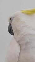 The Yellow-crested Cockatoo which has the scientific name Cacatua Galerita at Ragunan Zoo. Relatively large in size found in forested habitats in Australia,New Guinea, Indonesia video