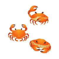A collection of cute crabs in various styles vector