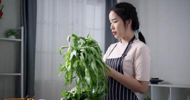 Handheld shot, Happy young woman preparing vegetables on the table to make sukiyaki or shabu hot pot at home. Food preparation video