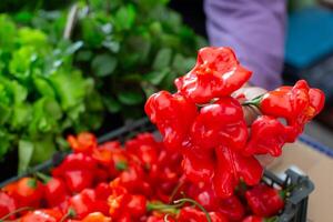 Red bell pepper on a background of greenery. photo