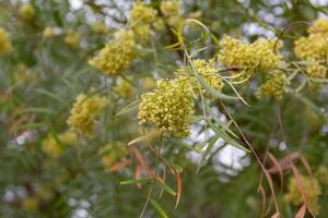 Close up of aguaribay flowers in spring photo
