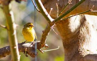 a golden goldfinch on a branch photo