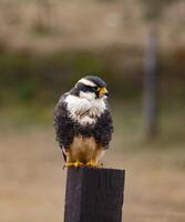 The gray falcon is a species of bird endemic and sedentary in Argentina, Bolivia, Paraguay, and Uruguay, where it is considered an abundant bird. photo