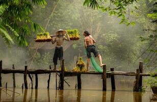 Farmers carry seedlings across the river on bridges and talk to the farmer who is using a fishnet to capture fish in the river photo
