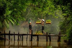 Farmers carry seedlings across the river on bridges and talk to the farmer who is using a fishnet to capture fish in the river photo