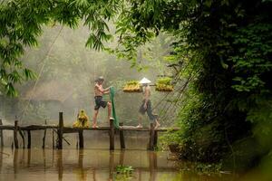 Farmers carry seedlings across the river on bridges and talk to the farmer who is using a fishnet to capture fish in the river photo