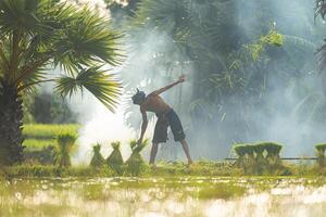 On the morning with golden sunlight in the rice fields in rural Thailand, Farmers and their lifestyle of rice farming based on the seasons photo