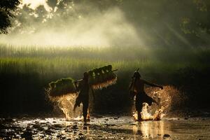 On the morning with golden sunlight in the rice fields in rural Thailand, Farmers and their lifestyle of rice farming based on the seasons photo