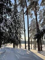 Winter forest on a sunny day photo