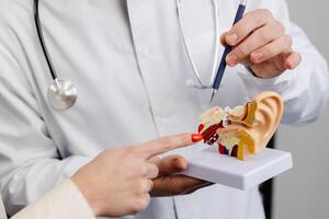 A young attractive otolaryngologist doctor shows a mock-up of an ear and tells a patient about the structure of the ear, close-up photo