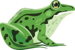 Green frog with dark spots sitting and looking up curiously, simple cartoon illustration of an amphibian animal, isolated image on white background vector