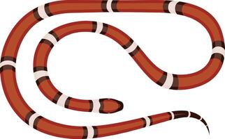 Sinaloan milk snake crawling across the ground, displaying its vibrant orange, black, and white pattern, with intricate scales and skin textures, isolated against a white background vector