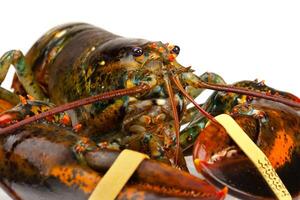 Macro of living lobster photo