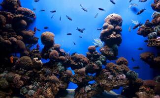 An aquarium with many different types of fish photo