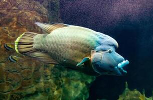 A large fish swimming in an aquarium photo