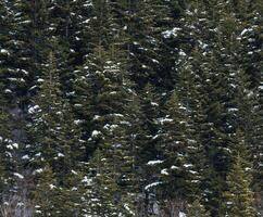 Winter landscape with snowy forest high in the mountains. photo