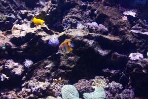 A rock with a fish in it photo