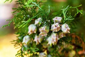 A close up of a juniper tree with flowers photo