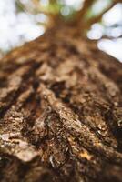 A close up view of the bark of a tree photo