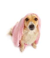 A dog wrapped in a pink blanket photo