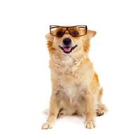 A dog wearing glasses on a white background photo