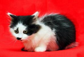 A black and white kitten sitting on a red background photo