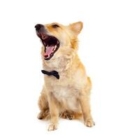 A dog with its mouth open and its tongue out photo