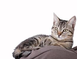 A cat is sitting on top of a blanket photo