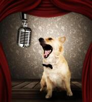 A dog is sitting in front of a microphone and is singing photo