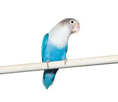 A blue and white bird sitting on a white pole photo
