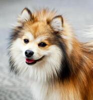 A close up of a dog with a long hair photo