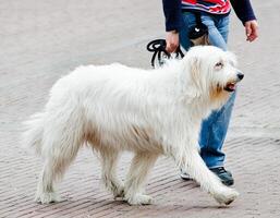 A white dog walking on a brick sidewalk photo